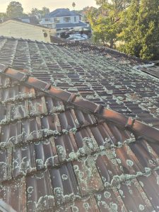 Ridge capping before repointing in Bull Creek